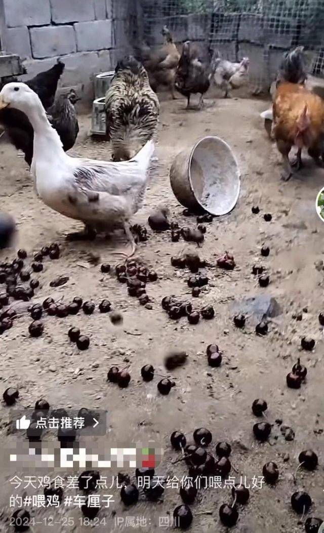 车厘子喂鸡惹争议 四川汉源果农回应：旧视频<strong></p>
<p>国元证券股吧</strong>，喂鸡的是“次果”