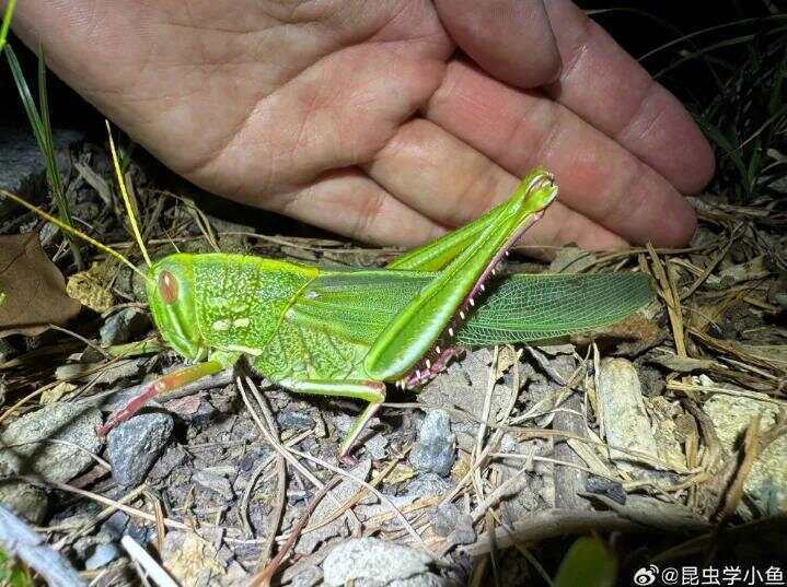 点虫成金！合肥发现最大蝗虫<strong></p>
<p>LTC交易APP下载</strong>，约成人手掌大小！专家称其肉质丰满可油炸食用